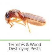 The Specialists Pest Control JHB South Randfontein CBD Pest Control Contractors & Services 3_small