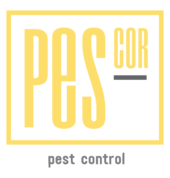 Pescor Pest Control Walmer Pre-construction Pest Control 1_small