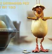 Pescor Pest Control Walmer Pre-construction Pest Control 2_small