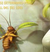 Pescor Pest Control Walmer Pre-construction Pest Control 4_small