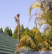 Tree Felling Pretoria