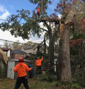 tree removal pretoria