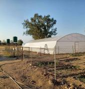 green house pitching