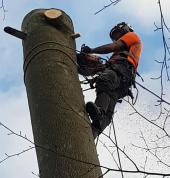 tree cutting