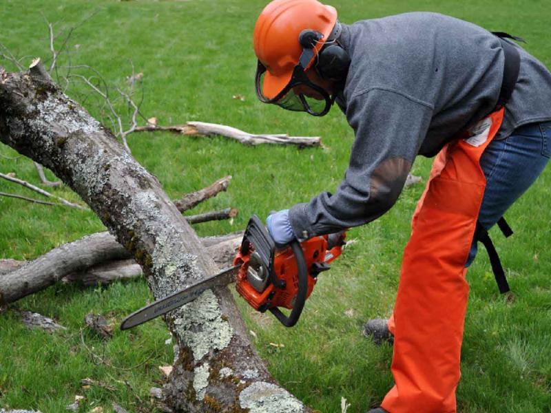 Fellers Tree Felling Tree Cutting , Felling & Removal Specialists Homeimprovement4U