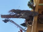 Tree Felling Services Available This December Randburg CBD Tree Cutting , Felling & Removal