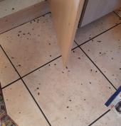 Imbali pest control Johannesburg CBD Pest Control Contractors & Services 3_small