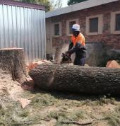 Tree Felling Pretoria
