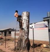 Emergency tree removal in Pretoria