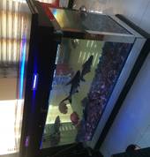 bar table fish tank done in Meyersdal Nature Estate with sharks