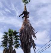 Palm tree pruning