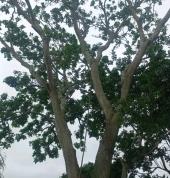 Harzard tree felling safe and sound