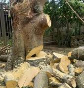 Complete Tree Felling and removals