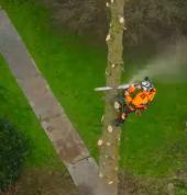 Professional Tree Felling in potchefstroom