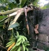 WhatsApp/Call 082 282 2554 Gordon's bay / Grabouw/Kleinmond/De kelders/Pringle Bay/Betty's bay Tree Gordons Bay Central Tree Cutting , Felling & Removal 2_small