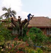 Mk Treefelling/Boomsloping Pretoria Central Tree Stump Removal & Grinding 1_small