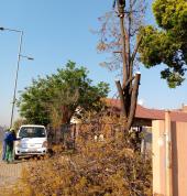 Mk Treefelling/Boomsloping Pretoria Central Tree Stump Removal & Grinding 13_small