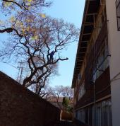 Mk Treefelling/Boomsloping Pretoria Central Tree Stump Removal & Grinding 15_small