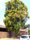Mk Treefelling & Maintenance services Pretoria Central Tree Stump Removal & Grinding