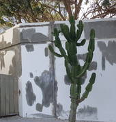 SFB Waterproofing & Painting St Francis Bay Handyman Services 2_small