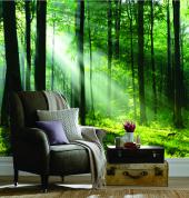 Forest light wallpaper