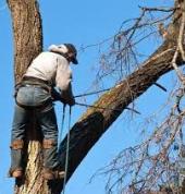 Melkobstrand Tree Fellers/cutting/Removal and Gardening ( 082 282 2554) Melkbosstrand Tree Cutting , Felling & Removal 2_small