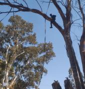 Bigbosstreefelling service Alberton CBD Cleaning Contractors & Services 1_small