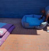 Made beds for cute little doggies