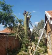 Insurance Quotes for Tree damage Palm Shaving Services Tree Felling Crown Reduction Tree Trimming Tree Cutting Tree Shaping Tree Thinning Plot Clearing Tree Removal Deadwood Removals Stump Removals Tree Pruning Palm Tree Cleaning Palm Tree Pruning Palm Tr