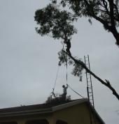 Insurance Quotes for Tree damage Palm Shaving Services Tree Felling Crown Reduction Tree Trimming Tree Cutting Tree Shaping Tree Thinning Plot Clearing Tree Removal Deadwood Removals Stump Removals Tree Pruning Palm Tree Cleaning Palm Tree Pruning Palm Tr