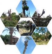 Insurance Quotes for Tree damage Palm Shaving Services Tree Felling Crown Reduction Tree Trimming Tree Cutting Tree Shaping Tree Thinning Plot Clearing Tree Removal Deadwood Removals Stump Removals Tree Pruning Palm Tree Cleaning Palm Tree Pruning Palm Tr