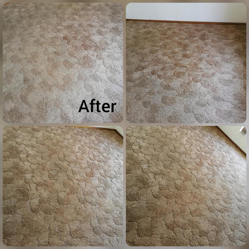 Dry Carpet Cleaners SEBO Mossel Bay Cleaning Contractors & Services