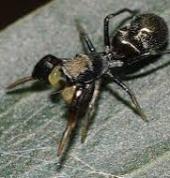CP exterminators Melrose Pest & Termite Inspections 1_small