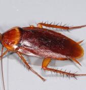 CP exterminators Melrose Pest & Termite Inspections 2_small