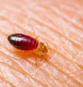 CP exterminators Melrose Pest & Termite Inspections 3_small