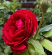 Westville North Garden Centre Westville North Garden Pots & Plants 2_small