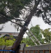emergency tree removal
