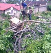Tree felling Meyerton