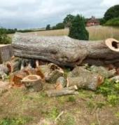 Tree felling Vanderbijlpark