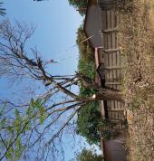 Tree felling Sasolburg