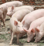 We ha initiated a piggery project but mobilising for resources to make this project a successful project