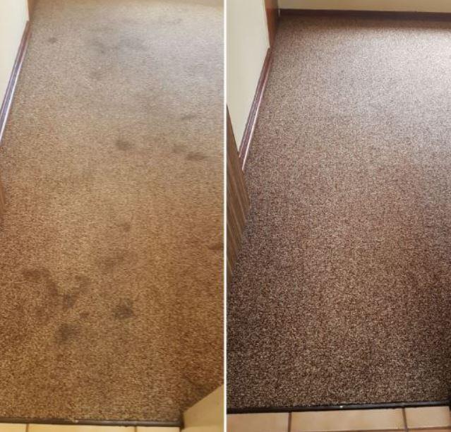 ChemDry Professional Carpet Cleaners Coastal Carpet Cleaning