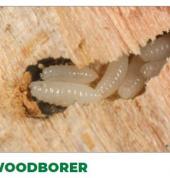 Service Master: Pest Control and Cleaning - Mpumalanga Middelburg CBD Infestation & Fumigation 3_small