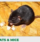 Service Master: Pest Control and Cleaning - North West Rustenburg Central Pest Control Contractors & Services 1_small