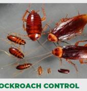 Service Master: Pest Control and Cleaning - North West Rustenburg Central Pest Control Contractors & Services 3_small