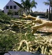 Perfect Tree Fellers Sandton CBD Arborists & Tree Surgery 2_small