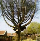 Perfect Tree Fellers Sandton CBD Arborists & Tree Surgery 3_small