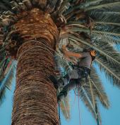 André, arborist and founder of Overberg Arborists, means business during a palm tree clean-up at the Napier NGK.