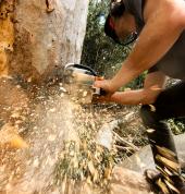 The Overberg Arborists team expertly removing a hefty blue gum in Tesselaarsdal.