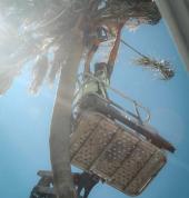 Dan cutting palm fronds using a topheld STIHL chainsaw. Every project with Overberg Arborists is a climb to excellence!